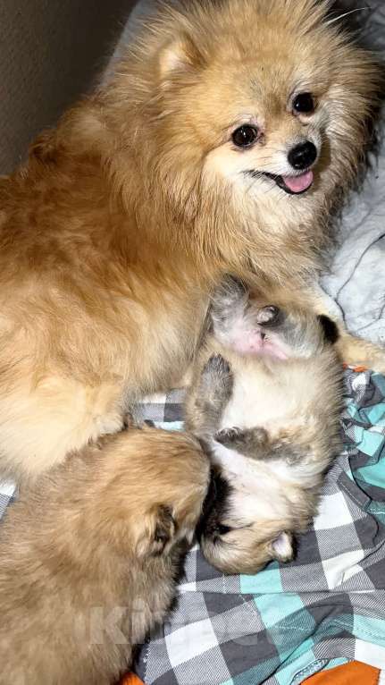 Собаки в Красноярске: Померанский шпиц 2 Мальчик, 50 000 руб. - фото 6