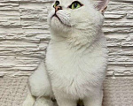 Кошки в Санкт-Петербурге: Британские (шиншилла) котята с родословной, 15 000 руб. - фото 6