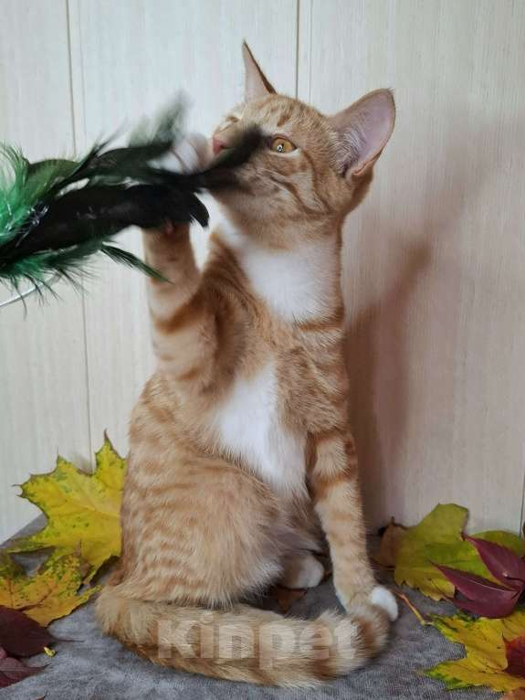 Кошки в Москве: Котёнок с глазами апельсинового цвета в добрые руки  Мальчик, Бесплатно - фото 9