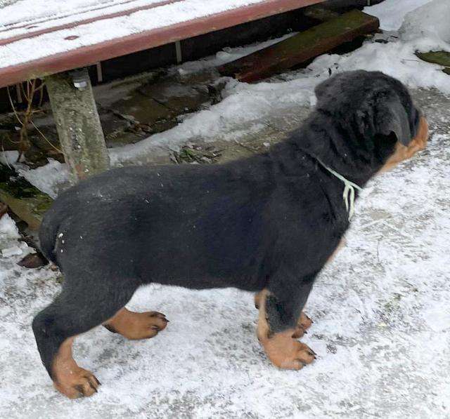 Собаки в Санкт-Петербурге: Питомник ротвейлеров АКСЛЕН предлагает к продаже щенков разного возраста. Мальчик, 80 000 руб. - фото 2