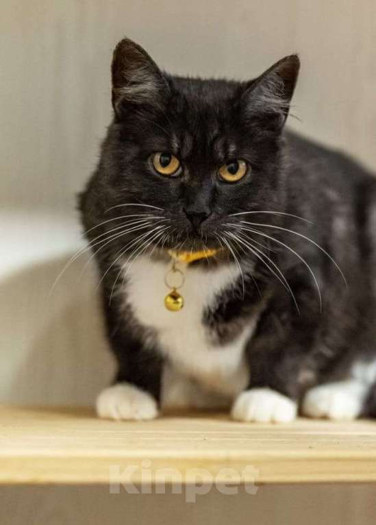 Кошки в Москве: Курочка кошка с шикарной шубкой и добрым сердцем  Девочка, Бесплатно - фото 4