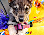 Собаки в Балашихе: щенок сибирской хаски волчак, девочка Девочка, 100 руб. - фото 2