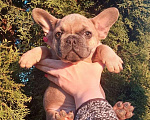 Собаки в Санкт-Петербурге: Щенки французского бульдога Мальчик, 35 000 руб. - фото 5
