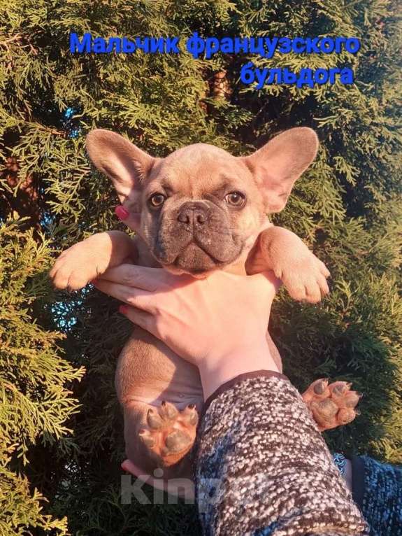 Собаки в Санкт-Петербурге: Щенки французского бульдога Мальчик, 35 000 руб. - фото 5