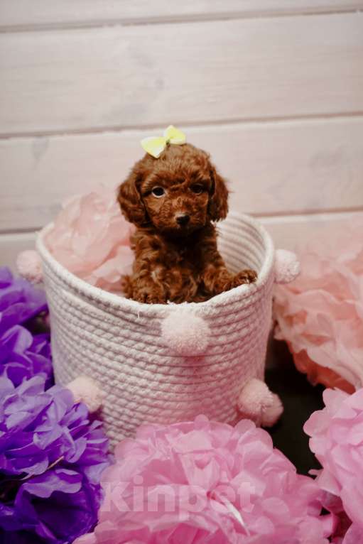 Собаки в Одинцово: Той пудель ркф Мальчик, 85 000 руб. - фото 2