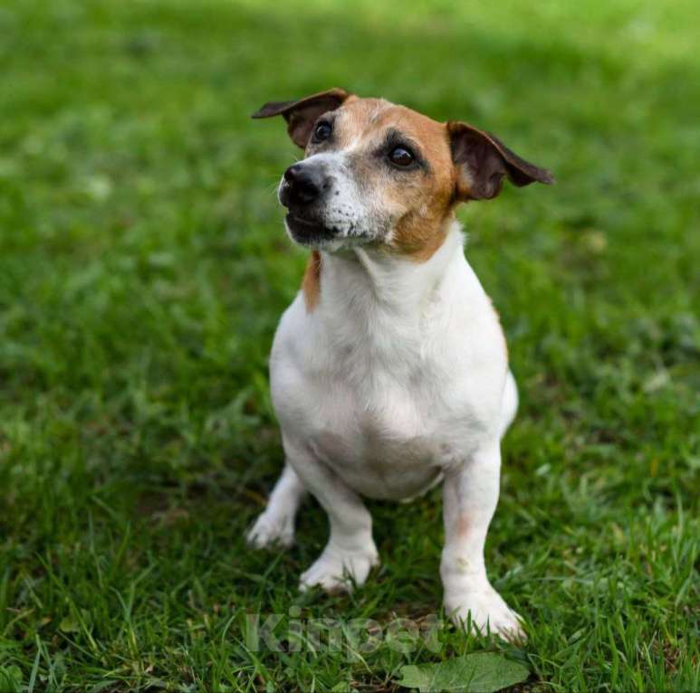 Собаки в Москве: Джек-рассела Бублика чудом спасли после того, как его выкинули хозяева Мальчик, Бесплатно - фото 5