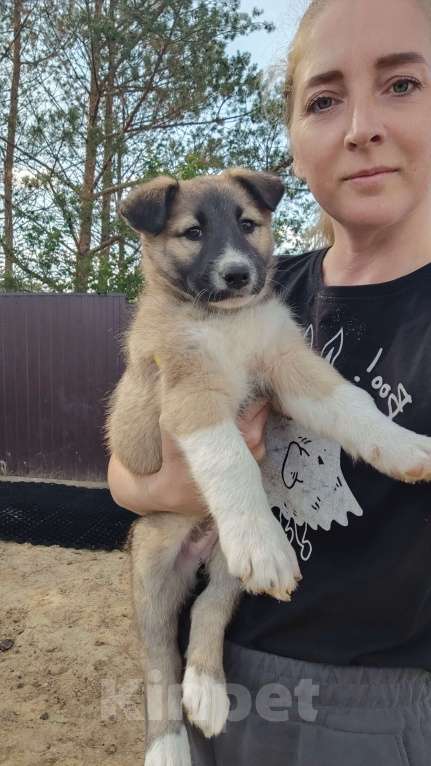 Собаки в других городах Московской области: Ушастая Клёп Девочка, Бесплатно - фото 6