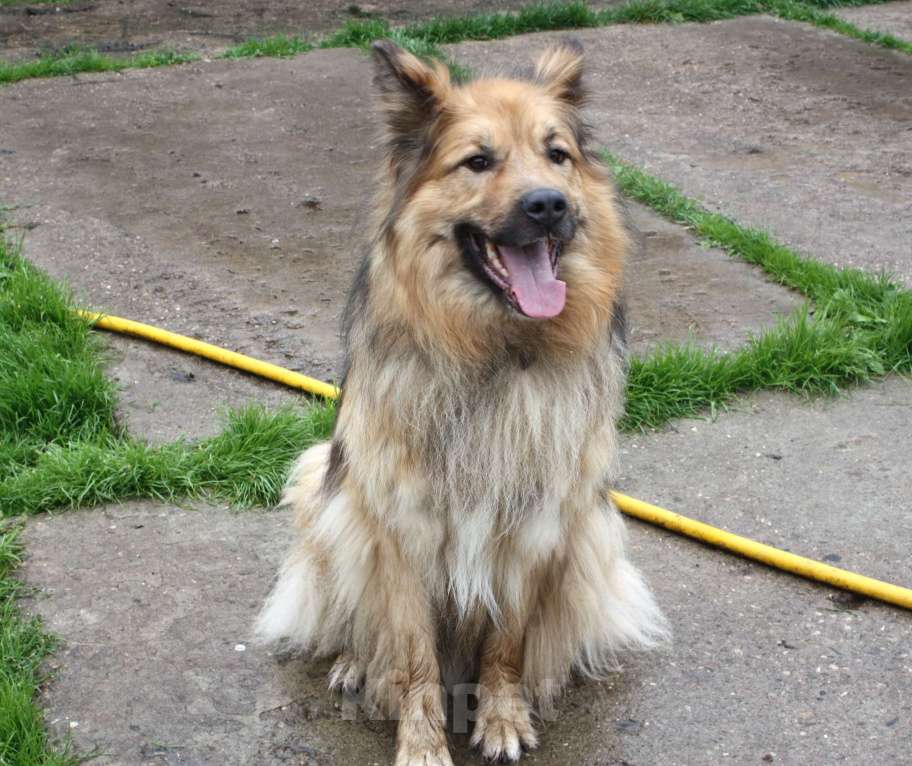 Собаки в Москве: Мишка в поисках дома и своей семьи Мальчик, Бесплатно - фото 4