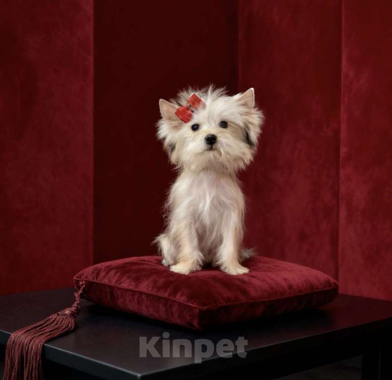 Собаки в Москве: Голддаст йорк мини девочка золотая Девочка, 80 000 руб. - фото 1