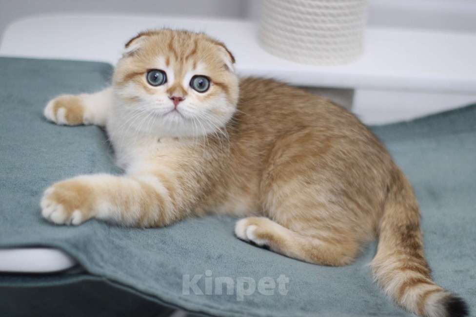 Кошки в Москве: Мальчик Мальчик, 59 000 руб. - фото 3