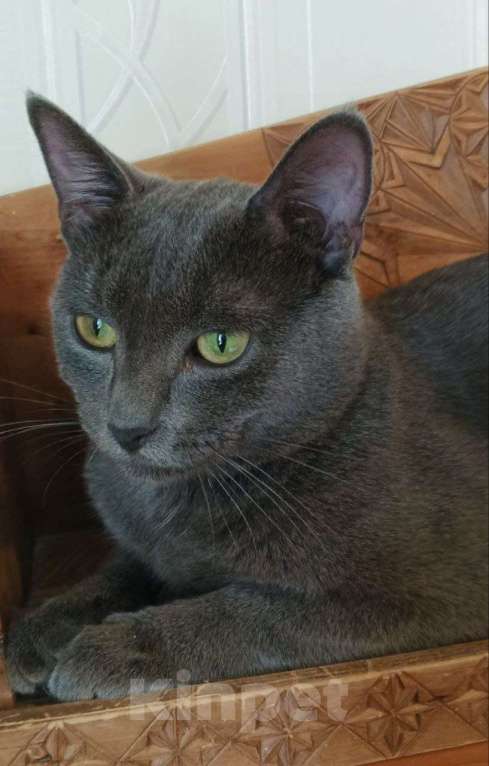 Кошки в Долгопрудном: Оскар идеален для дома Мальчик, Бесплатно - фото 6