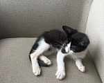 Кошки в Москве: Котенок в добрые руки Мальчик, Бесплатно - фото 1