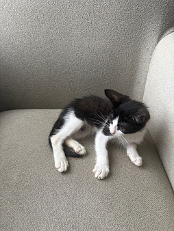 Котенок в добрые руки