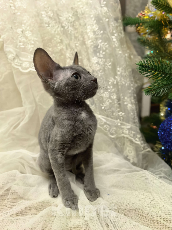 Кошки в других городах Тульской области: Маленькая принцесса Алиса Девочка, 50 000 руб. - фото 1