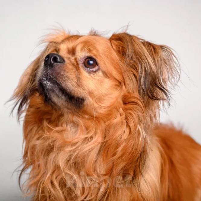 Собаки в Москве: Тима Мальчик, Бесплатно - фото 4