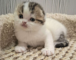 Кошки в Ярославле: Шотландский вислоухий короткошерстный малыш Мальчик, 35 000 руб. - фото 4