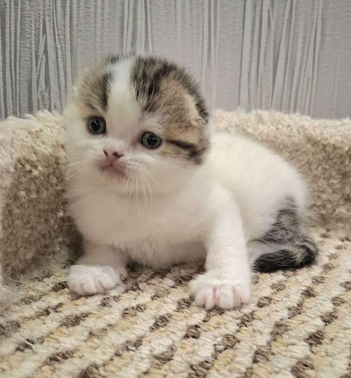 Кошки в Ярославле: Шотландский вислоухий короткошерстный малыш Мальчик, 35 000 руб. - фото 4