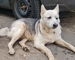 Собаки в Зеленограде: Пропала собака  Девочка, Бесплатно - фото 1