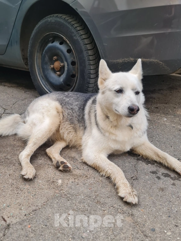 Собаки в Зеленограде: Пропала собака  Девочка, Бесплатно - фото 1