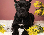 Собаки в Москве: Великолепная чёрная малышка кане корсо. Девочка, 100 000 руб. - фото 3
