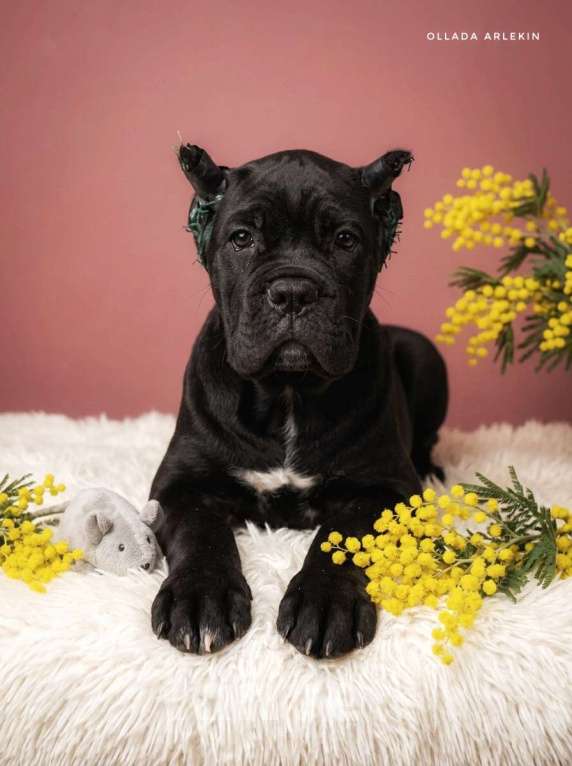 Собаки в Москве: Великолепная чёрная малышка кане корсо. Девочка, 100 000 руб. - фото 3