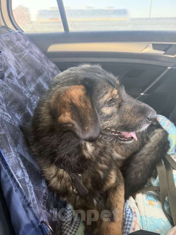 Собаки в других городах Московской области: Собака в добрые руки Мальчик, Бесплатно - фото 4