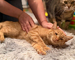 Кошки в Санкт-Петербурге: Хороший ласковый котёнок-рыжик Мальчик, Бесплатно - фото 3