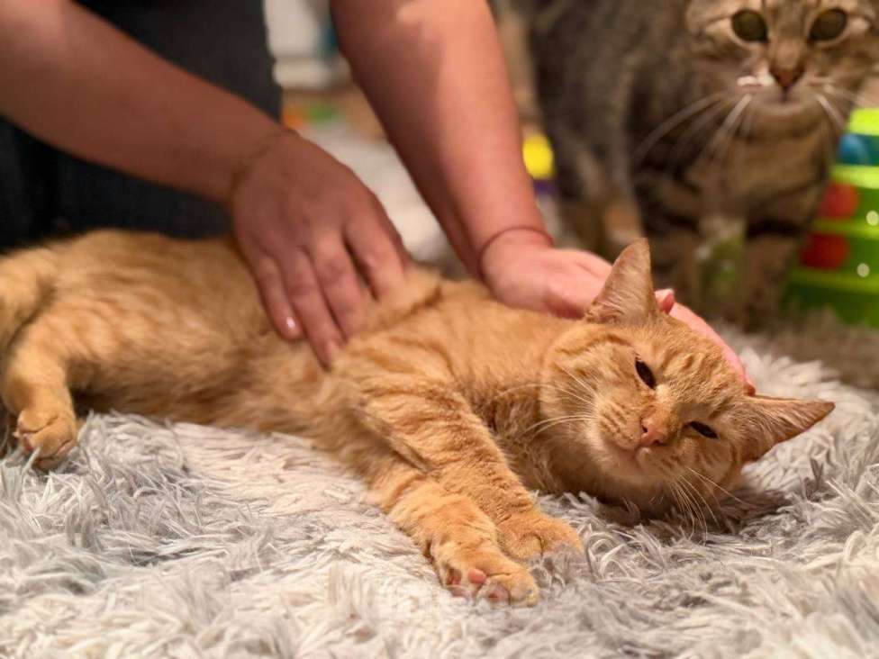 Кошки в Санкт-Петербурге: Хороший ласковый котёнок-рыжик Мальчик, Бесплатно - фото 3