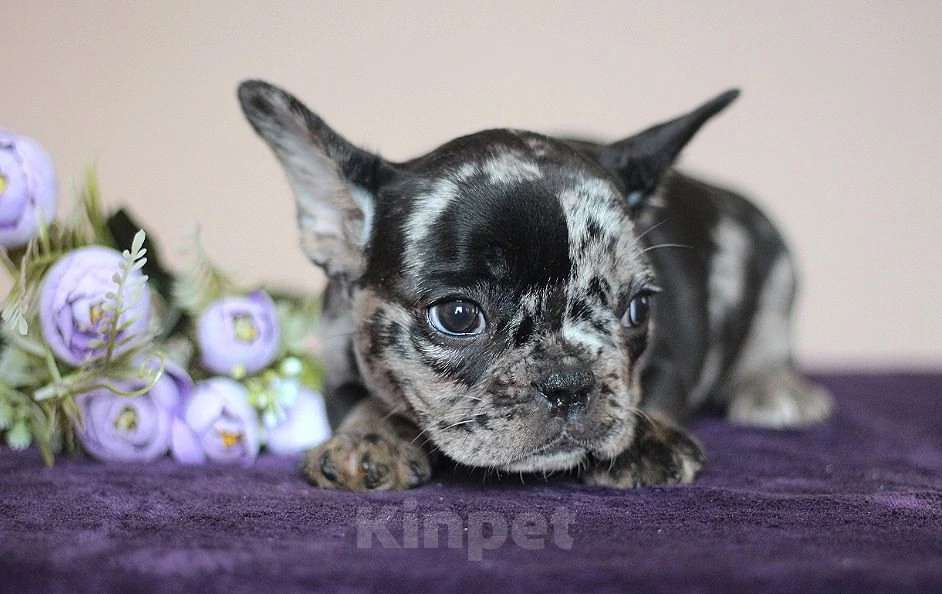 Собаки в Перми: Щенок французского бульдога Девочка, 60 000 руб. - фото 3