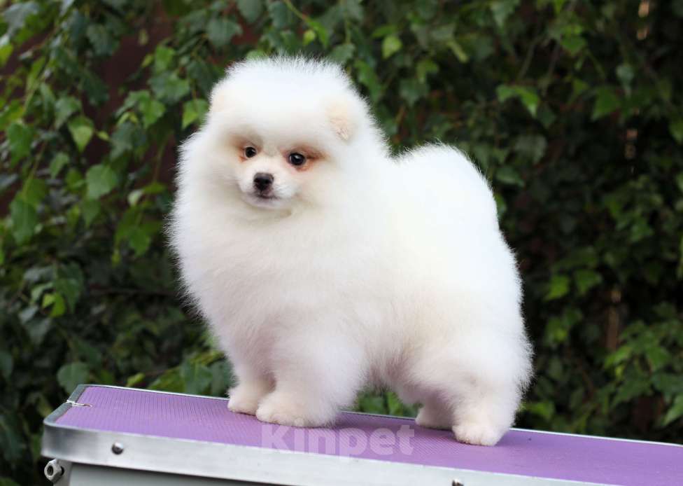 Собаки в Москве: Щенки померанского и малого шпица Девочка, Бесплатно - фото 4