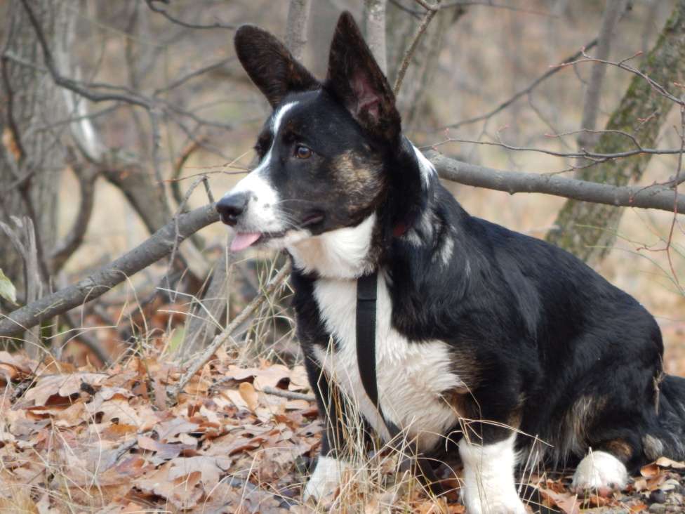 Собаки в Саратове: Мощная красотка кардиган триколор Девочка, 33 000 руб. - фото 5