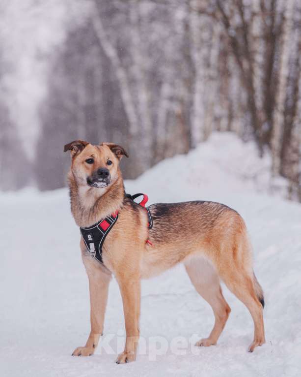 Собаки в Домодедово: Молодая собака Катя в добрые руки Девочка, Бесплатно - фото 5