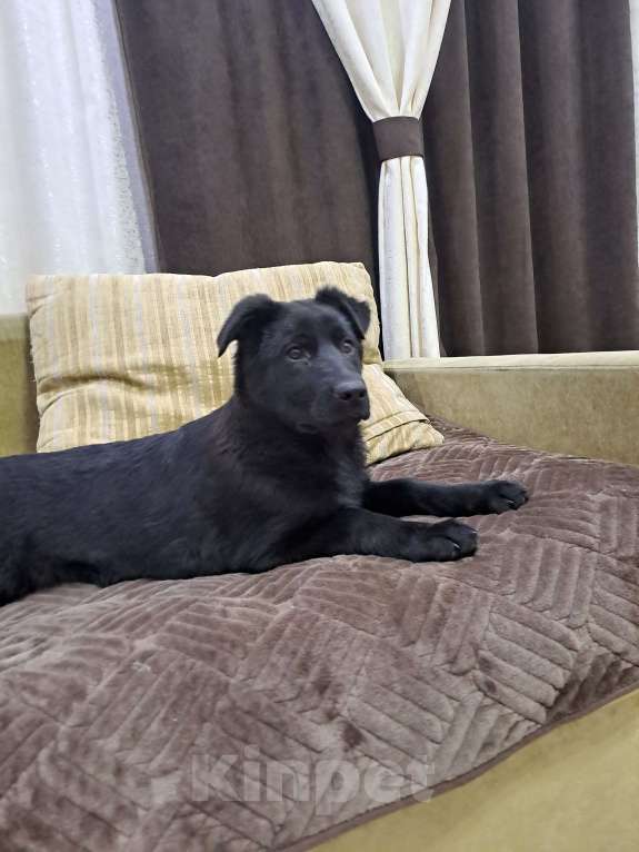 Собаки в Камышине: Чистокровная Немецкая овчарка Мальчик, 20 000 руб. - фото 2