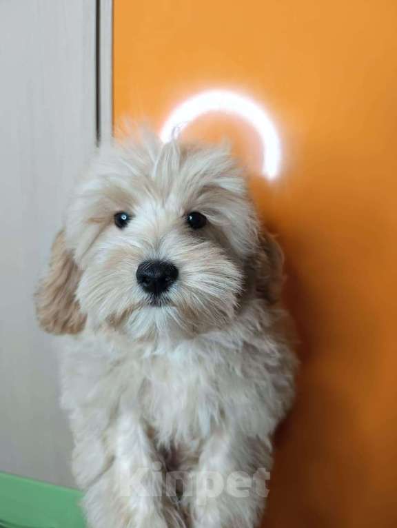 Собаки в Москве: Мальтипу мальчик  Мальчик, 45 000 руб. - фото 2