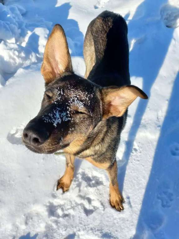 Собаки в Новосибирске: Щенок в добрые руки Девочка, Бесплатно - фото 3