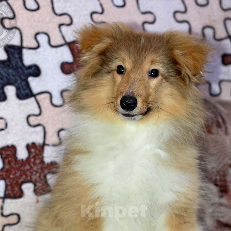 Собаки в Москве: Весёлая шелти  Девочка, Бесплатно - фото 1