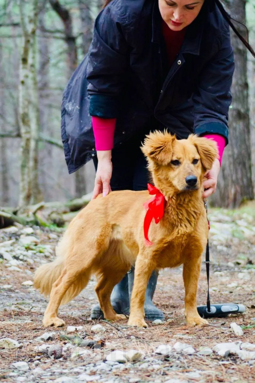 Собаки в Новороссийске: Тая,хочу домой Девочка, 99 руб. - фото 4