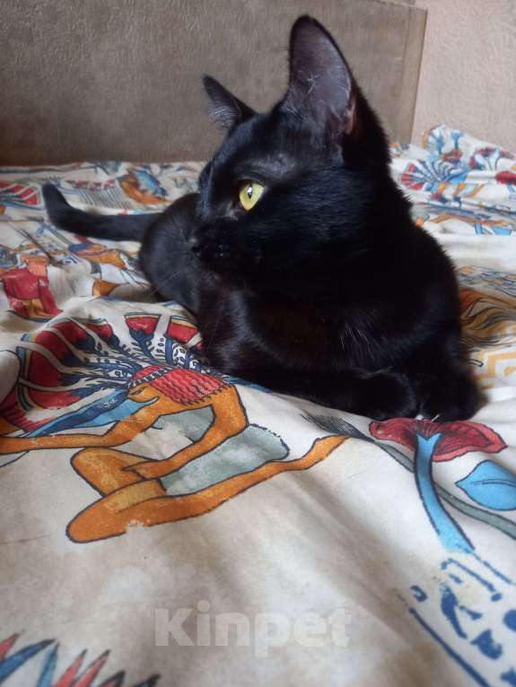 Кошки в Санкт-Петербурге: Бомбейский мальчик. Мальчик, 10 000 руб. - фото 2