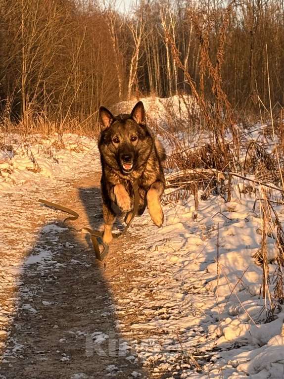 Собаки в Обнинске: ЗеВс Мальчик, 1 000 руб. - фото 4