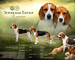 Собаки в других городах Московской области: Эстонская гончая - щенки Разнополые, Бесплатно - фото 1