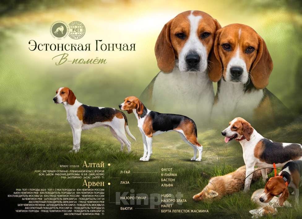 Собаки в других городах Московской области: Эстонская гончая - щенки Разнополые, Бесплатно - фото 1