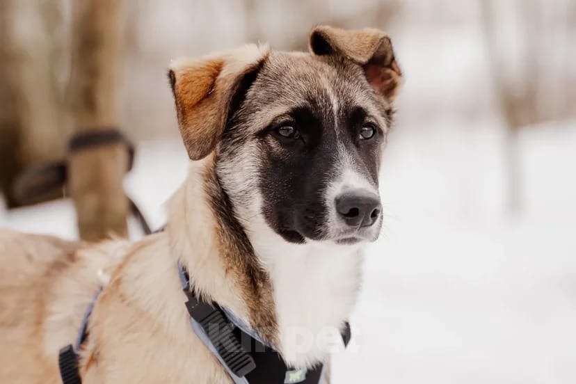 Собаки в Москве: Эйприл Девочка, Бесплатно - фото 7