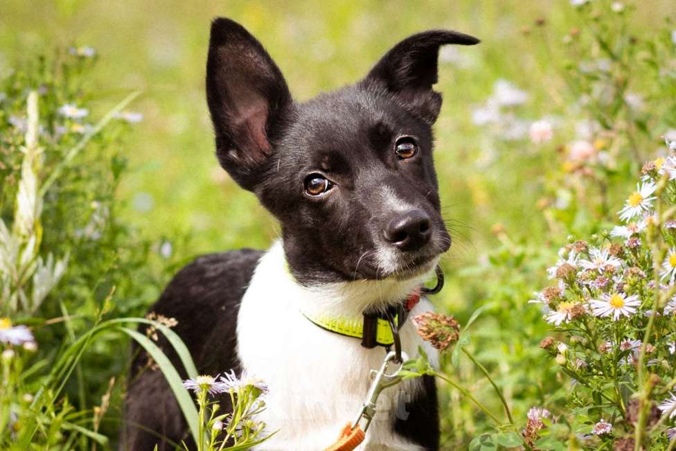 Собаки в Москве: Месси, некрупный щенок из приюта Мальчик, Бесплатно - фото 4