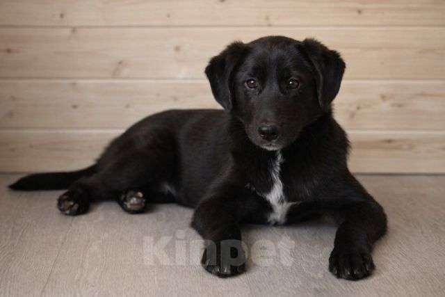 Собаки в Москве: Ричард и Сеня, добрые, умные, контактные щенки-подростки ищут дом Мальчик, Бесплатно - фото 6