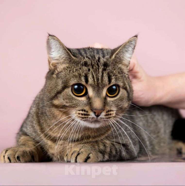 Кошки в Москве: Тиффани ищет дом Девочка, Бесплатно - фото 3