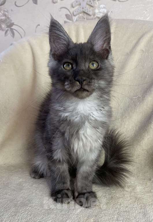 Кошки в Дмитрове: Черная дымчатая девочка мейн кун Wlasta Девочка, 30 000 руб. - фото 5