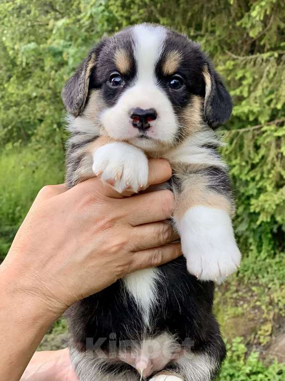 Собаки в Москве: Красивый триколорный мальчик с рыжими отметинами Мальчик, 50 000 руб. - фото 6