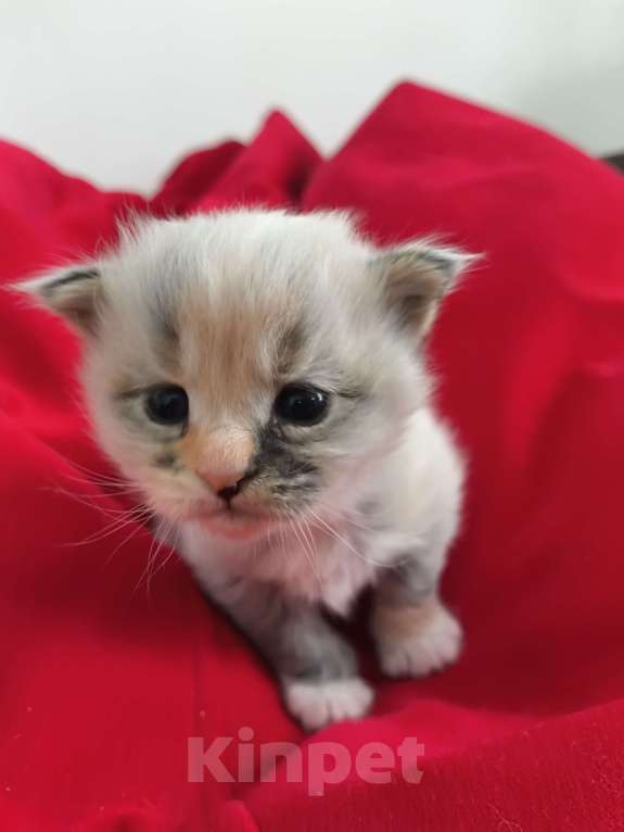 Кошки в Новосибирске: Котенок мейн-кун Разнополые, 15 000 руб. - фото 4