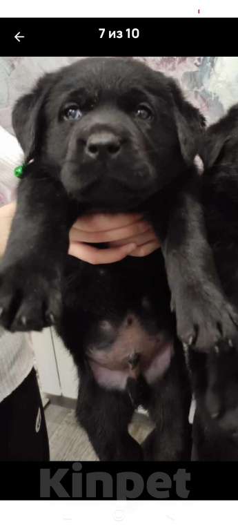 Собаки в Пятигорске: Лабрадор щенки чёрные  Мальчик, 25 000 руб. - фото 1