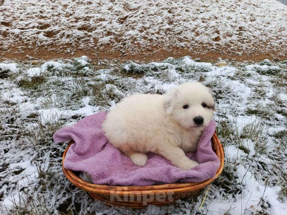 Собаки в Малоярославце: Щенки Пиренейской горной собаки_девочка Девочка, 40 000 руб. - фото 7